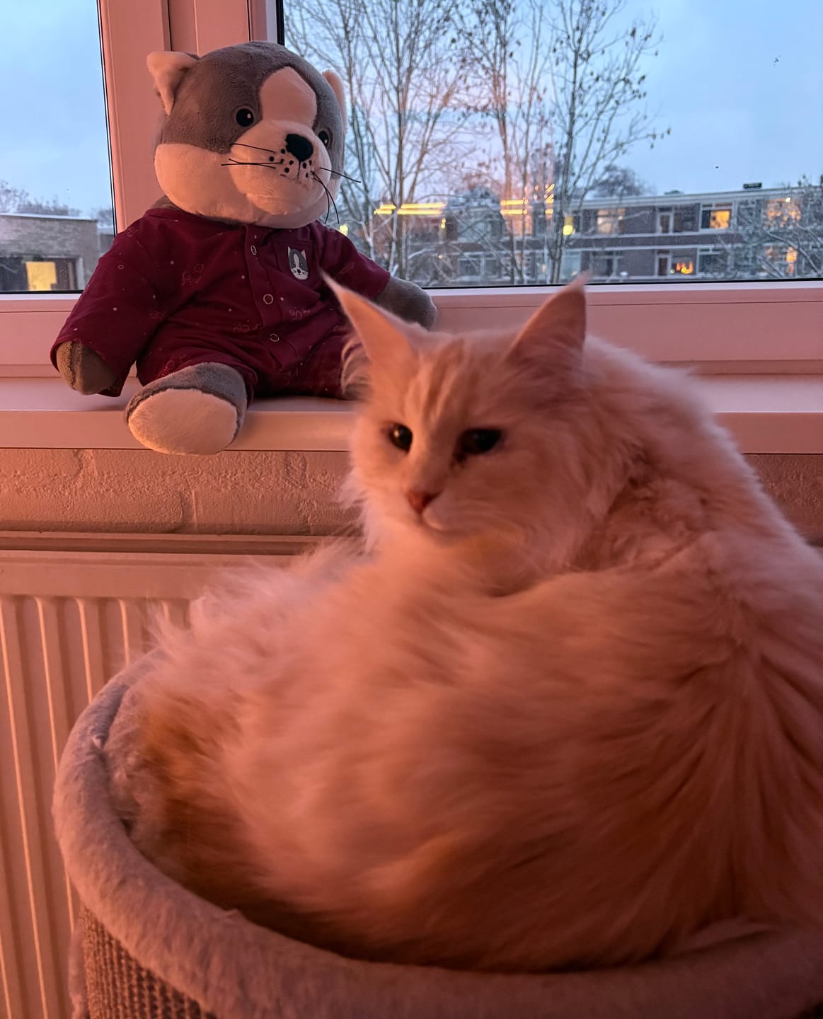 Customer photo review of Lotgenootje Kat 2kg